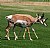 Antelope buddies