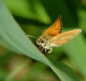 Picture Title - Skipper