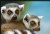 Ringtailed Lemurs