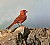 Northern Cardinal