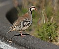 Picture Title - Chukar