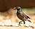 Common Myna