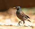 Picture Title - Common Myna