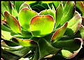 Picture Title - Succulant