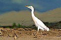 Picture Title - Cattle Egret