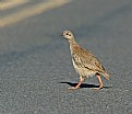 Picture Title - Grey Francolin