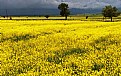 Picture Title - Yellow Place...