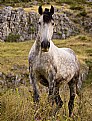 Picture Title - Mares of the Torcal