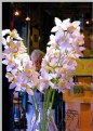 Picture Title - Flower  Man