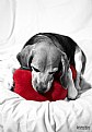 Picture Title - red pillow
