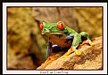 Picture Title - Red Eye Tree Frog