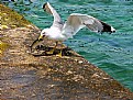 Picture Title - Wild Seagull