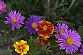 Picture Title - Flowers On A Row