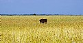 Picture Title - Cornfield