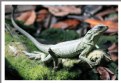 Picture Title - Green Lizard