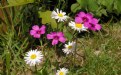 Picture Title - Daisy Pink