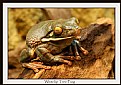Picture Title - White Lip Tree Frog