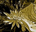 Picture Title - Afternoon Water Lily