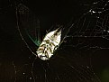 Picture Title - Cicada caught in a web