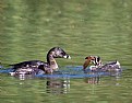 Picture Title - Grebe Family Meal 3