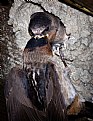 Picture Title - Cliff Swallow feeding 