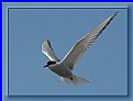 Picture Title - little tern