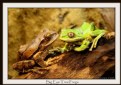 Picture Title - Big Eye Tree Frogs