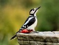 Picture Title - Great Spotted Woodpecker