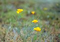 Picture Title - Poppies