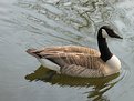 Picture Title - Her majesty the goose