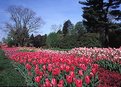 Picture Title - Longwood Tulips (s764)