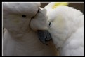 Picture Title - cockatoos