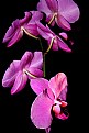 Picture Title - Orchid II