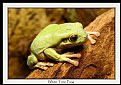 Picture Title - White's Tree Frog
