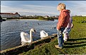 Picture Title - Swan Lake I- Swan with Girls