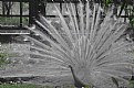 Picture Title - White Peacock