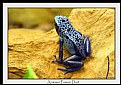 Picture Title - Azureus Poison Dart Frog