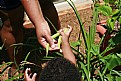 Picture Title - Harvesting the crop