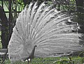 Picture Title - White Peacock II