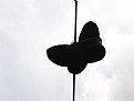 Picture Title - Urban Butterfly