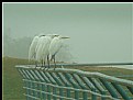 Picture Title - wild white egrets