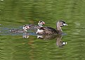 Picture Title - Grebe's Family