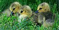 Picture Title - Goslings Family Portrait