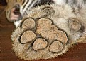 Picture Title - Tiger Feet