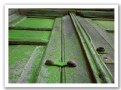 Picture Title - puerta verde