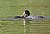 Baby Coot Being Fed