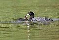 Picture Title - Baby Coot Being Fed