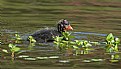 Picture Title - Baby Coot