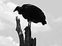 Picture Title - Vulture