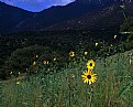 Picture Title - Flowers in the Mountains